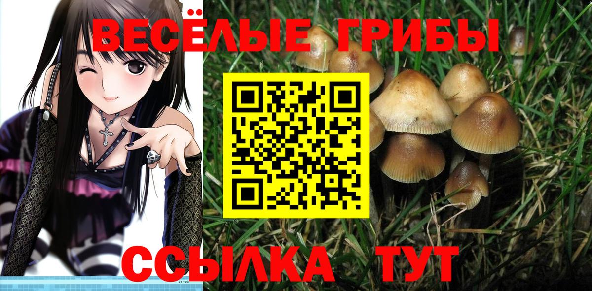 Галлюциногенные грибы GOLDEN TEACHER Светлоград